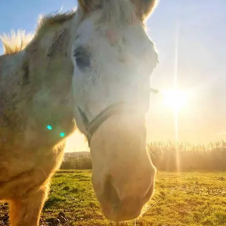 Apartman Baleal Penthouse Ferrel