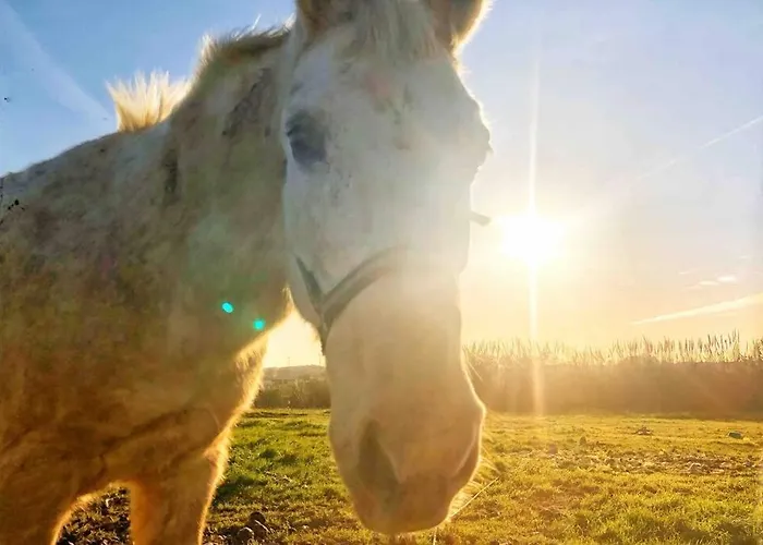 דירה Baleal Penthouse פרל